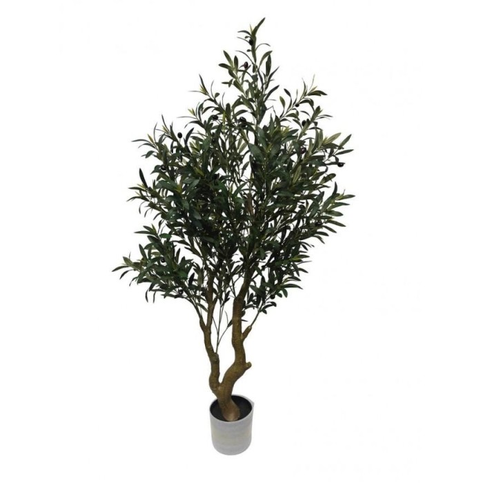 PIANTA ULIVO C-VASO H150